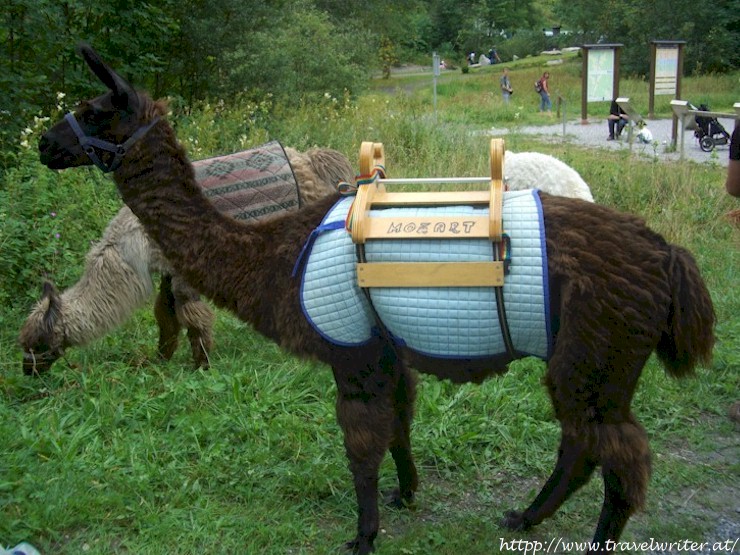 Llama Trekking (Kaprun)