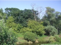 Flood plain of March River (Marchegg)