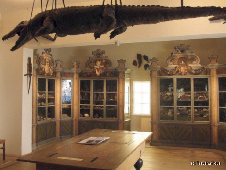 Krokodil in der Kunst- und Naturalienkammer der Frankeschen Stiftungen in Halle (Salle), Deutschland