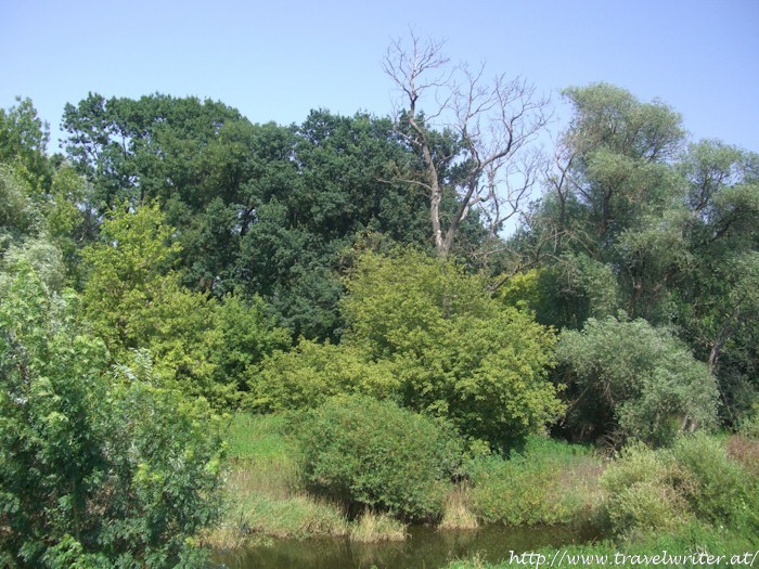 Flood plain (Marchegg)